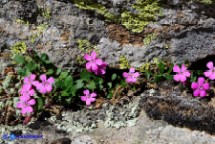 Saponaria ocymoides subsp. alsinoides (Saponaria delle rocce, Saponaria rossa)