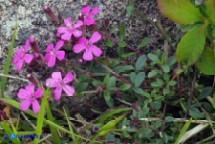 Saponaria ocymoides subsp. alsinoides (Saponaria delle rocce, Saponaria rossa)