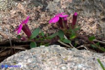 Saponaria ocymoides subsp. alsinoides (Saponaria delle rocce, Saponaria rossa)