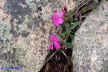 Saponaria ocymoides subsp. alsinoides (Saponaria delle rocce, Saponaria rossa)