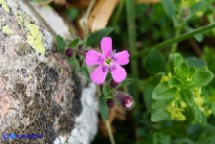 Saponaria ocymoides subsp. alsinoides (Saponaria delle rocce, Saponaria rossa)