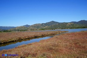 Stagno di Colostrai con popolamento di Salicornia fruticosa (Salicornia arbustiva)