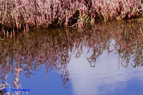 Salicornia fruticosa (Salicornia arbustiva)