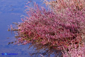 Salicornia fruticosa (Salicornia arbustiva)