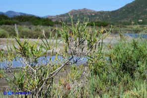 Salicornia fruticosa (Salicornia arbustiva)