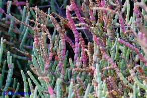 Salicornia fruticosa (Salicornia arbustiva)