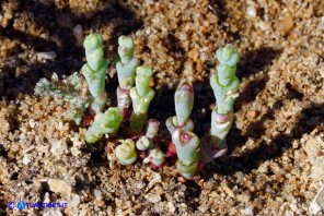 Salicornia fruticosa (Salicornia arbustiva)