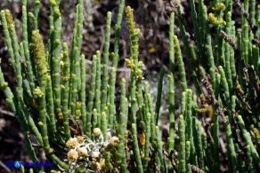 Salicornia fruticosa (Salicornia arbustiva)