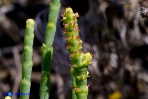 Salicornia fruticosa (Salicornia arbustiva)