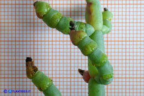 Salicornia fruticosa (Salicornia arbustiva)