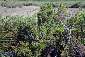 Salicornia fruticosa (Salicornia arbustiva)