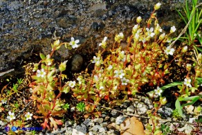 Saxifraga tridactylites (Sassifraga annuale)