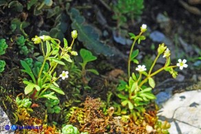Saxifraga tridactylites (Sassifraga annuale)