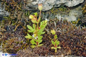 Saxifraga tridactylites (Sassifraga annuale)