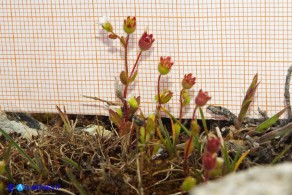 Saxifraga tridactylites (Sassifraga annuale)