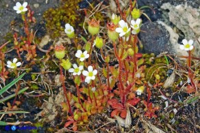 Saxifraga tridactylites (Sassifraga annuale)
