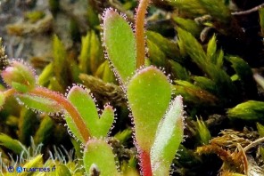 Saxifraga tridactylites (Sassifraga annuale)