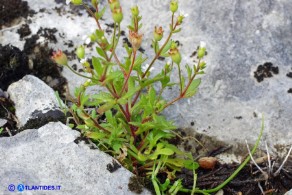 Saxifraga tridactylites var. caespitosa (Sassifraga annuale cespitosa)