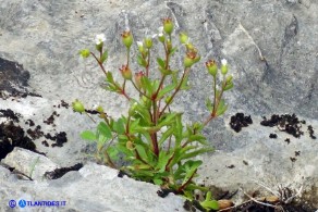 Saxifraga tridactylites var. caespitosa (Sassifraga annuale cespitosa)