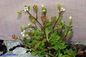 Saxifraga tridactylites var. caespitosa (Sassifraga annuale cespitosa)