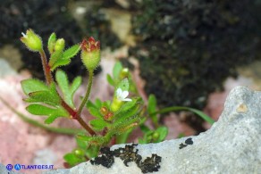 Saxifraga tridactylites var. caespitosa (Sassifraga annuale cespitosa)