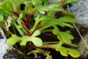 Saxifraga tridactylites var. caespitosa (Sassifraga annuale cespitosa)