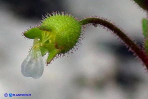 Saxifraga tridactylites var. caespitosa (Sassifraga annuale cespitosa)