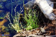 Schenkia spicata (Centauro spigato)