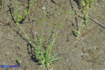 Schenkia spicata (Centauro spigato)
