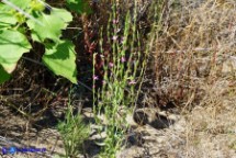 Schenkia spicata (Centauro spigato)