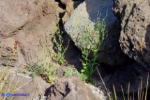 Schenkia spicata (Centauro spigato)