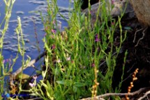 Schenkia spicata (Centauro spigato)