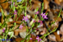 Schenkia spicata (Centauro spigato)