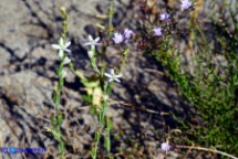 Schenkia spicata (Centauro spigato)