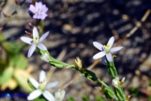 Schenkia spicata (Centauro spigato)