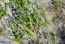 Schenkia spicata (Centauro spigato)