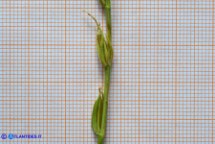 Schenkia spicata (Centauro spigato)