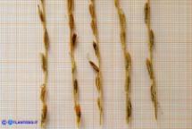 Schenkia spicata (Centauro spigato)