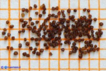 Schenkia spicata (Centauro spigato): i semi