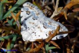 Scopula decorata (Geometride decorato)