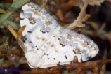 Scopula decorata (Geometride decorato)