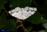 Scopula honestata (Geometride abbellito)