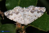 Scopula honestata (Geometride abbellito)