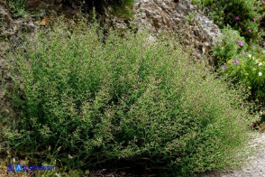 Scrophularia canina var. deschatresii, Ruta canina (varietà sardo-corsa)