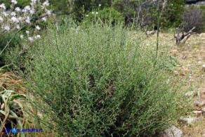 Scrophularia canina var. deschatresii, Ruta canina (varietà sardo-corsa)