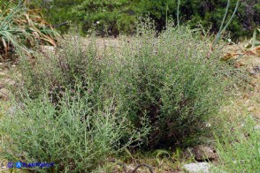 Scrophularia canina var. deschatresii, Ruta canina (varietà sardo-corsa)