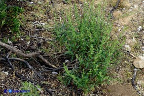 Scrophularia canina var. deschatresii, Ruta canina (varietà sardo-corsa)