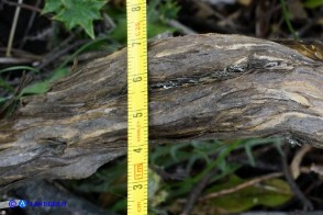 Scrophularia canina var. deschatresii, Ruta canina (varietà sardo-corsa)