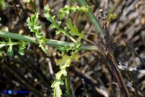 Scrophularia canina var. deschatresii, Ruta canina (varietà sardo-corsa)