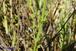 Scrophularia canina var. deschatresii, Ruta canina (varietà sardo-corsa)